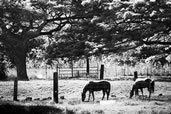 Kualoa Ranch, Oahu