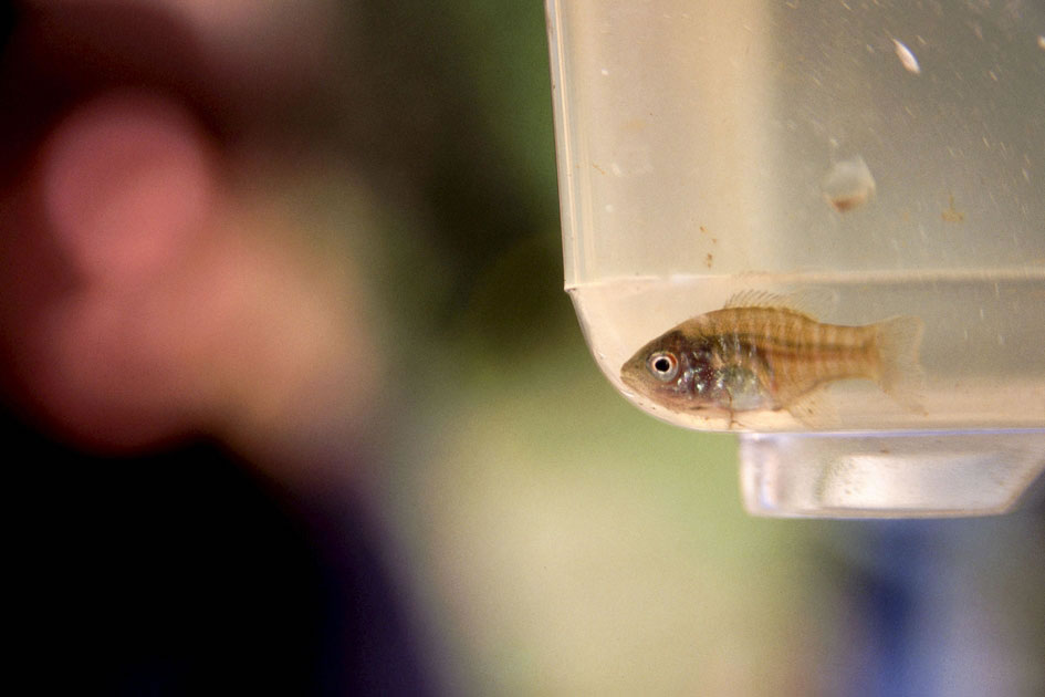 A fish from the river, Athens