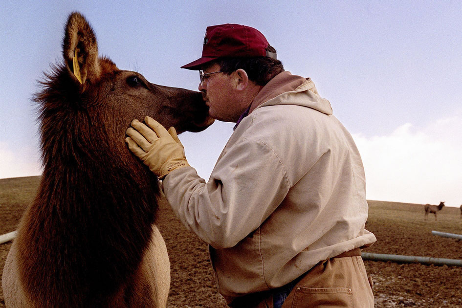 Miracle the Elk, gets a kiss from his adoring owner the Elk Farmer