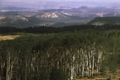 Aspens and mountains