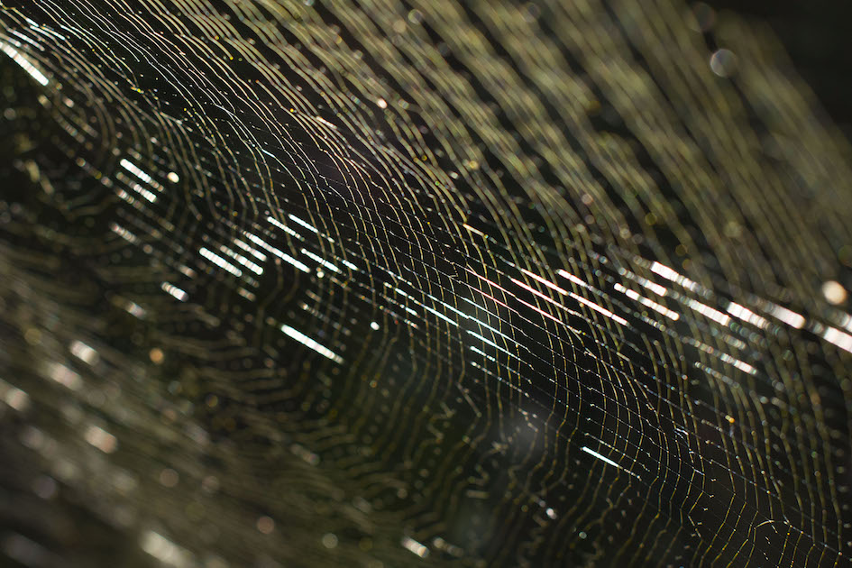 Spider web on Ilha Grande. More on Ilha Grande here.