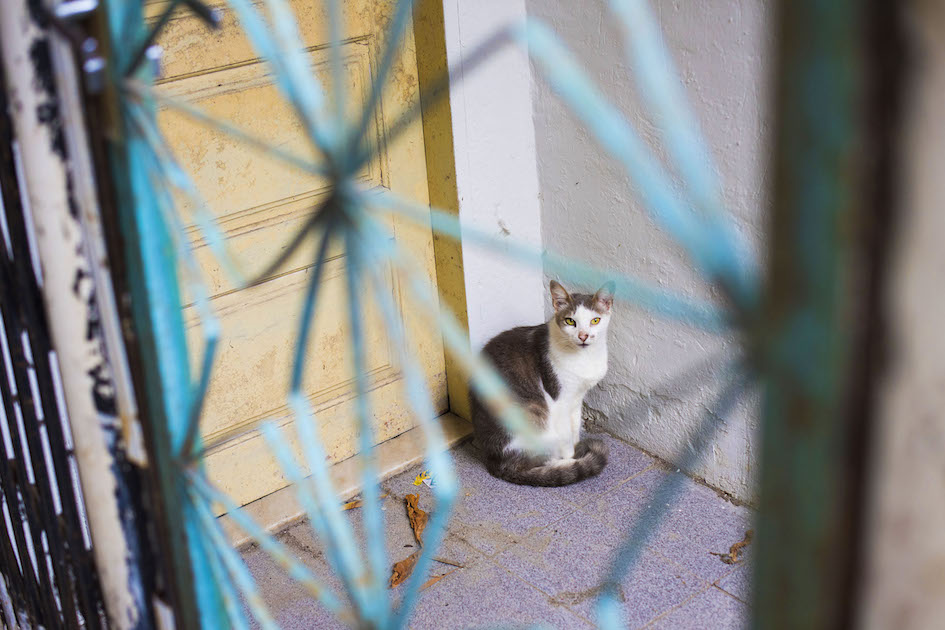 One of the many animals in the Santa Marta Favela, Rio de Janerio.