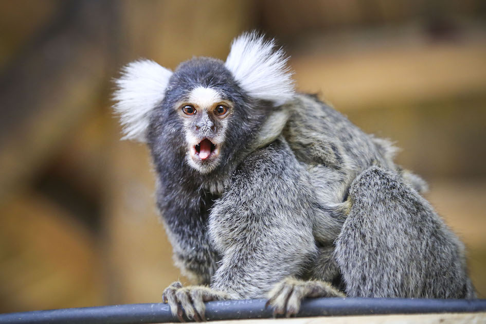 Marmoset, a tiny and adorable monkey that frequents the jungles of Brazil.