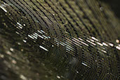 Spider web on Ilha Grande. More on Ilha Grande here.