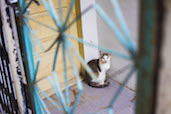 One of the many animals in the Santa Marta Favela, Rio de Janerio.