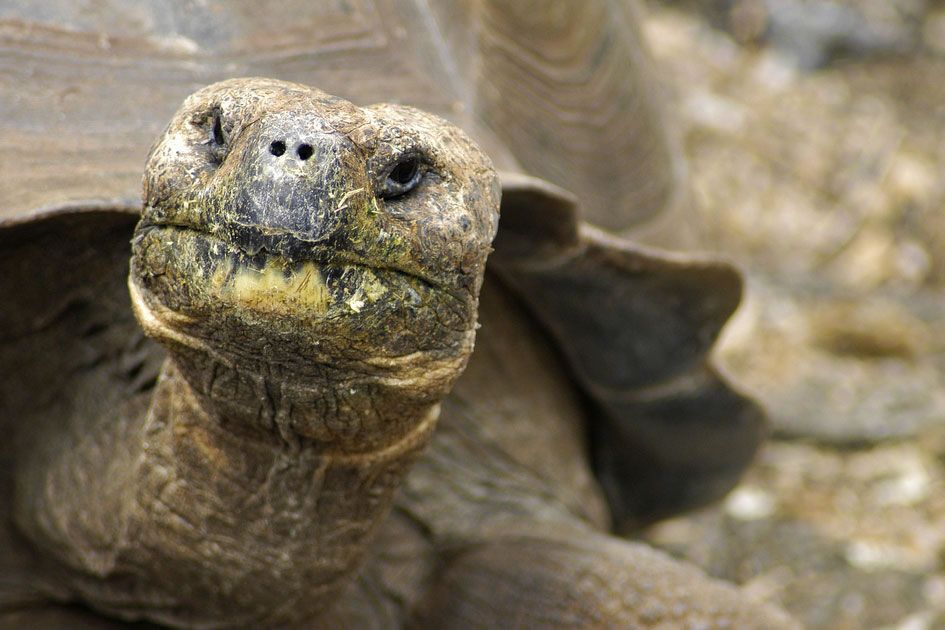 Galapagos Tortoise, Charles Darwin Research Station, Santa Cruz