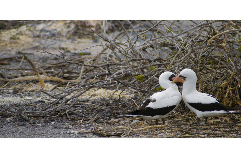 Nazca Boobies, Genovesa Island, Galapagos