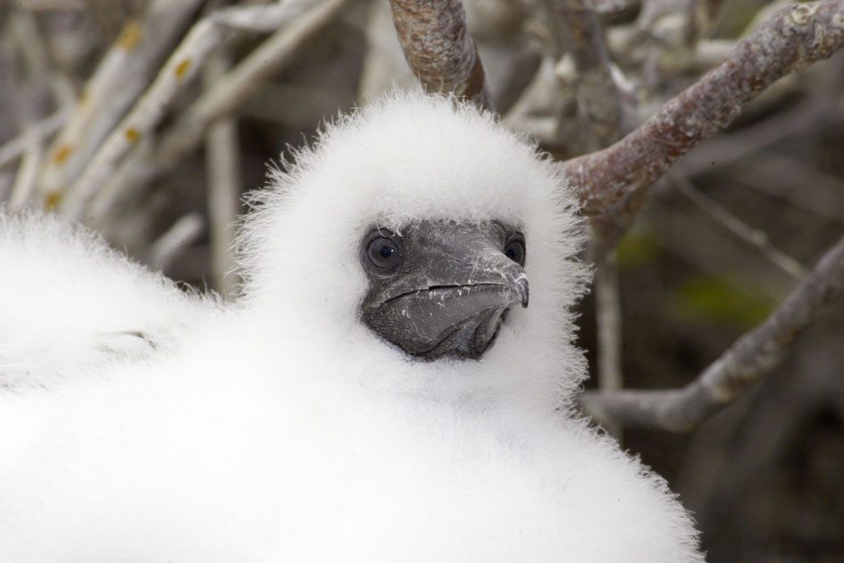 Nazca Boobie chick, Genovesa Island, Galapagos