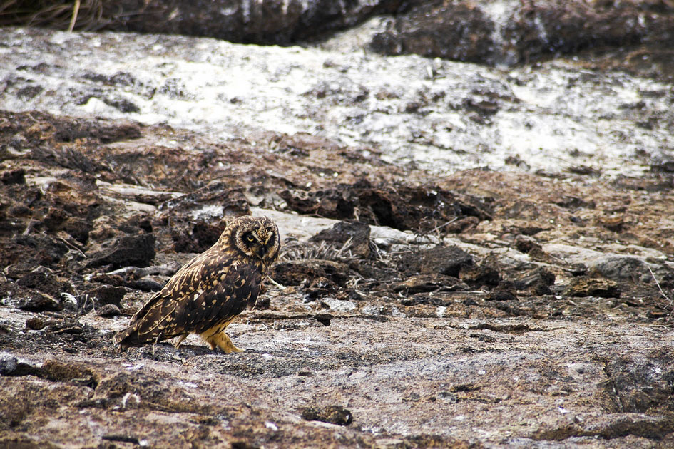 Galapagos Short-Eared Owl, Genovesa Island, Galapagos