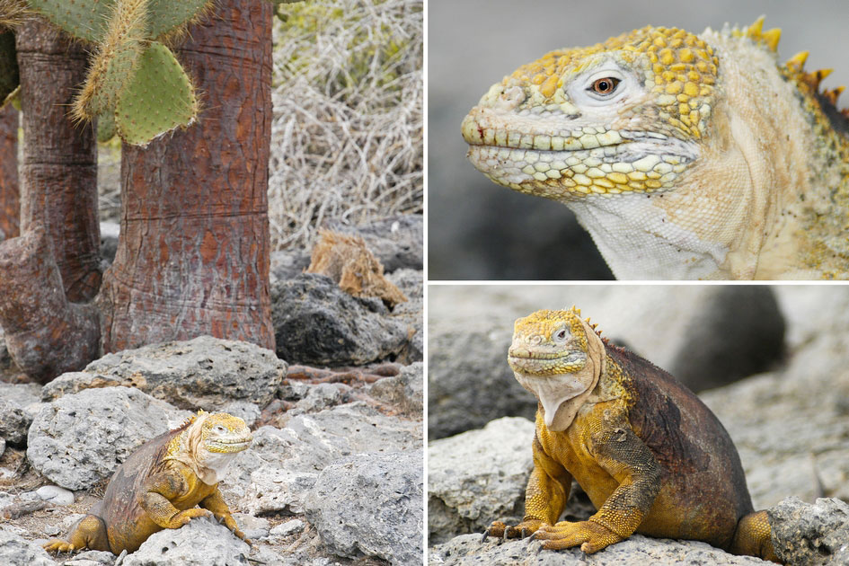 Galapagos Land Iguana, South Plaza Island