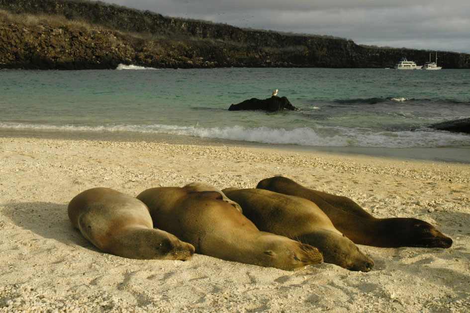Galapagos Sea Lion, Genovesa Island 