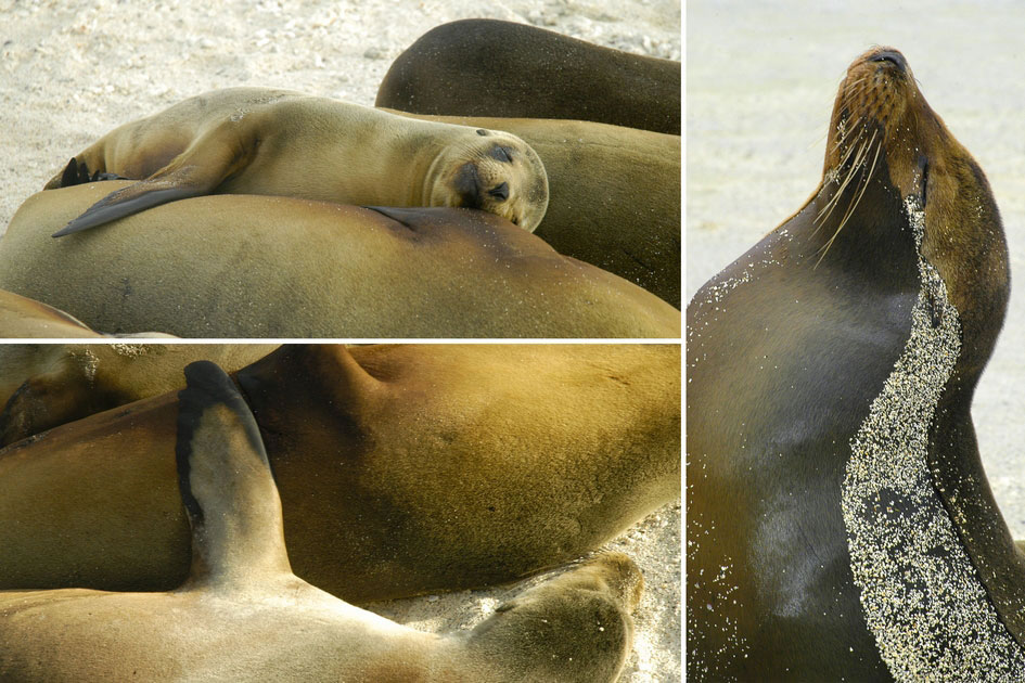 Galapagos Sea Lion, Genovesa Island 