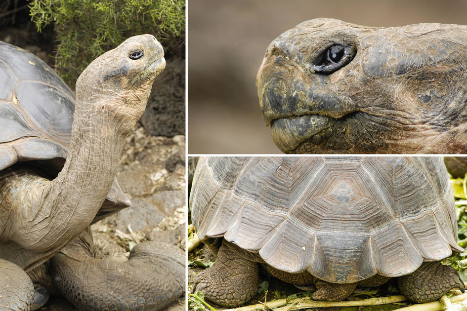 Galapagos Tortoise, Charles Darwin Research Station, Santa Cruz