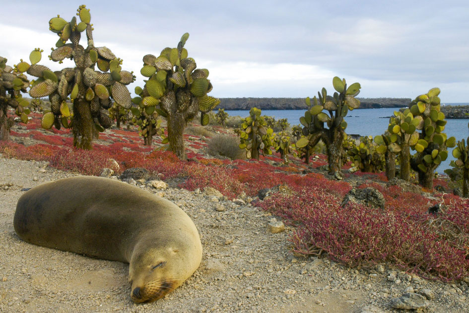 Galapagos Sea Lion on South Plaza Island