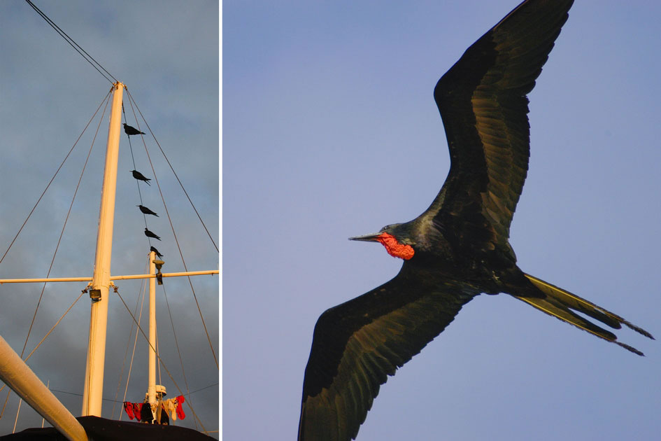 Frigatebirds resting on a boat and in flight, Galapagos