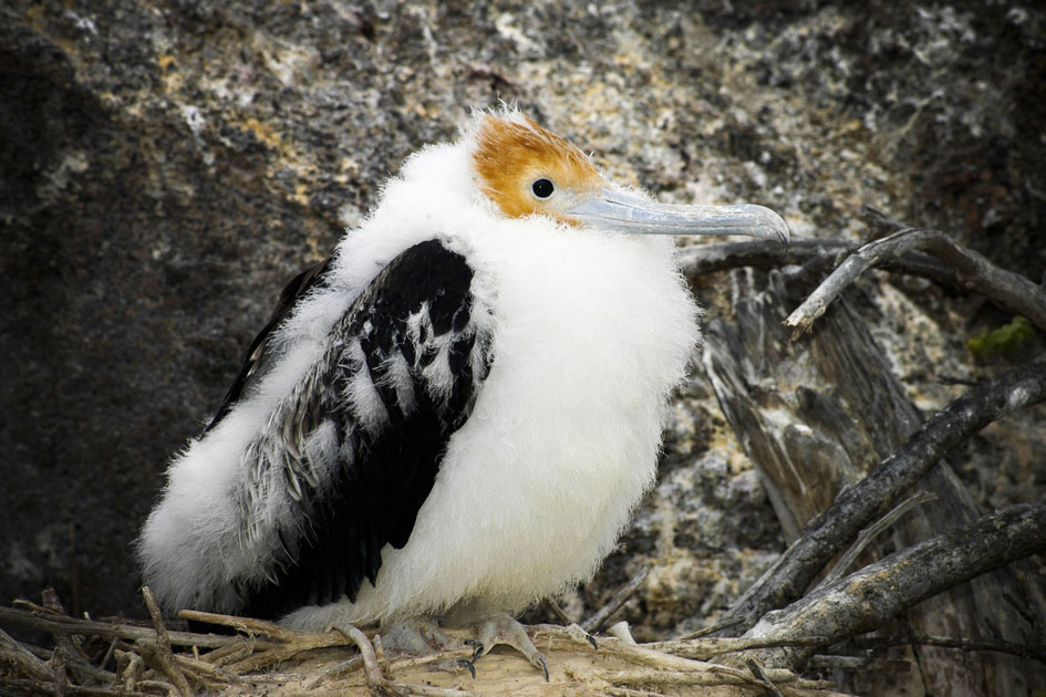 Baby Frigatebird chick, Genovesa Island, Galapagos