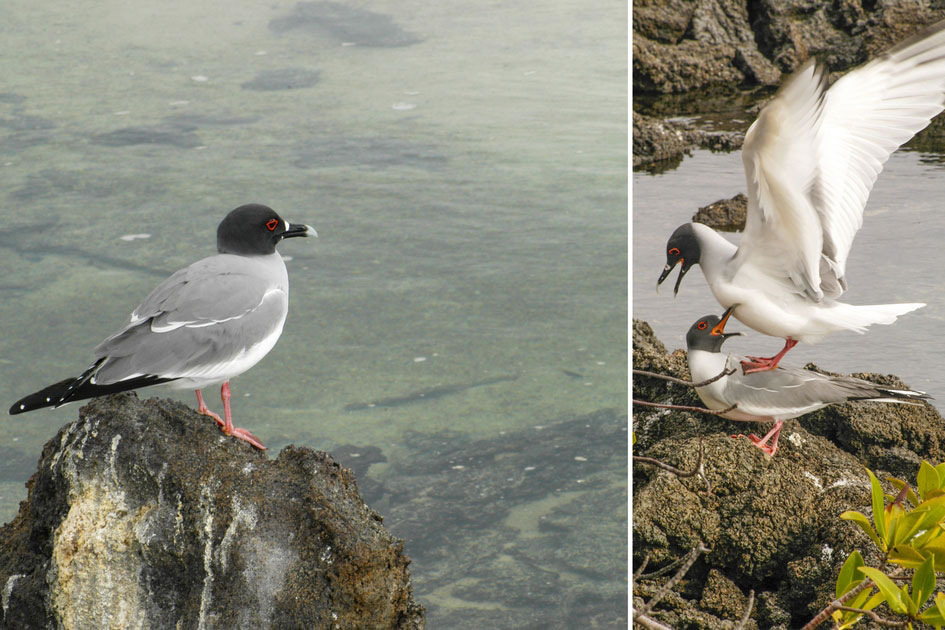 Swallow-Tailed Gull, Genovesa Island, Galapagos