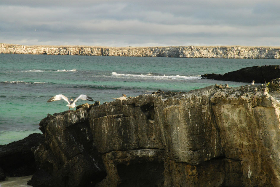 Swallow-Tailed Gull, Genovesa Island, Galapagos