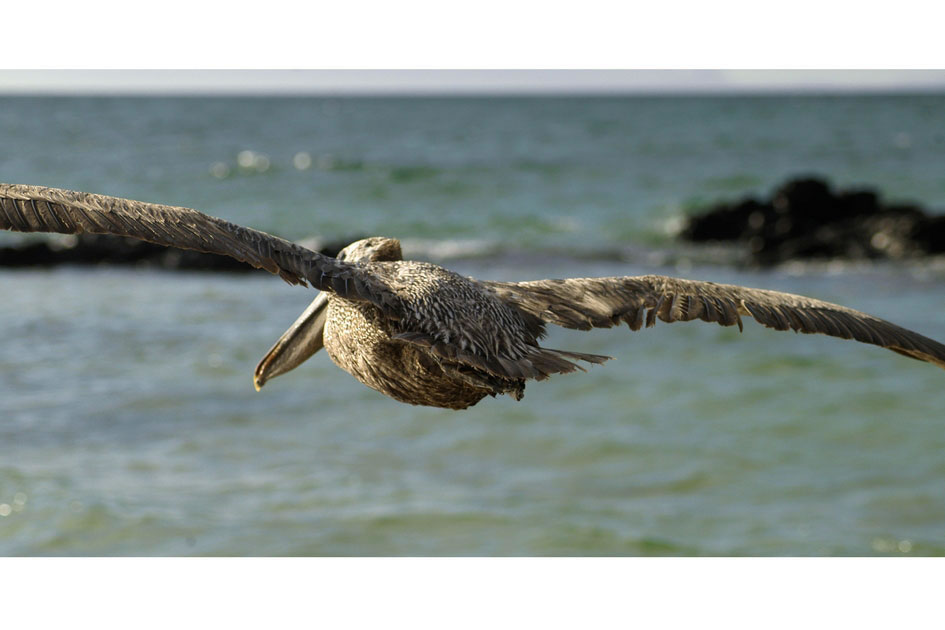 Pelican patrolling the Galapagos shores