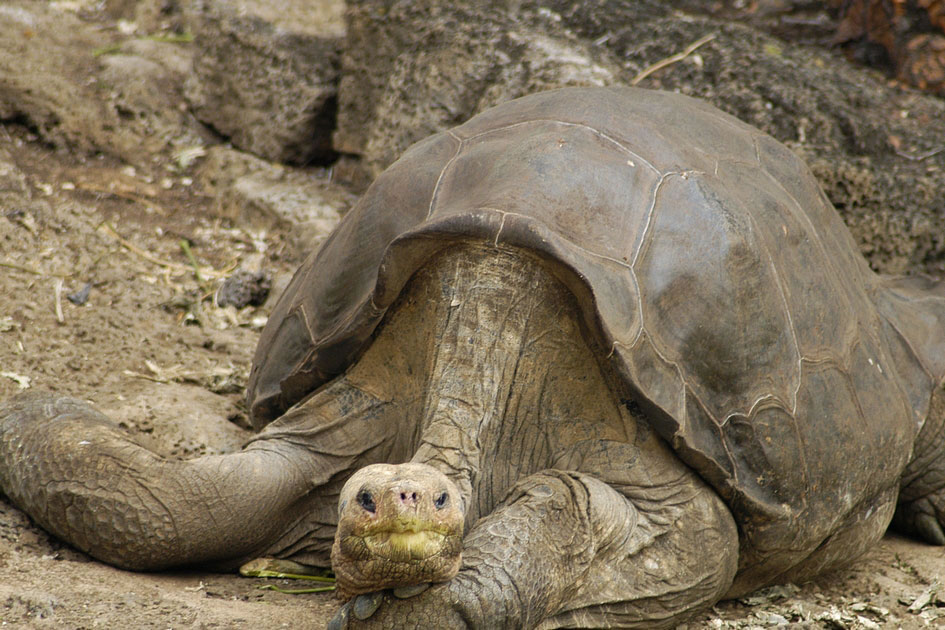 RIP Lonesome George, he was the last remaining Pinta Island Tortoise, Galapagos