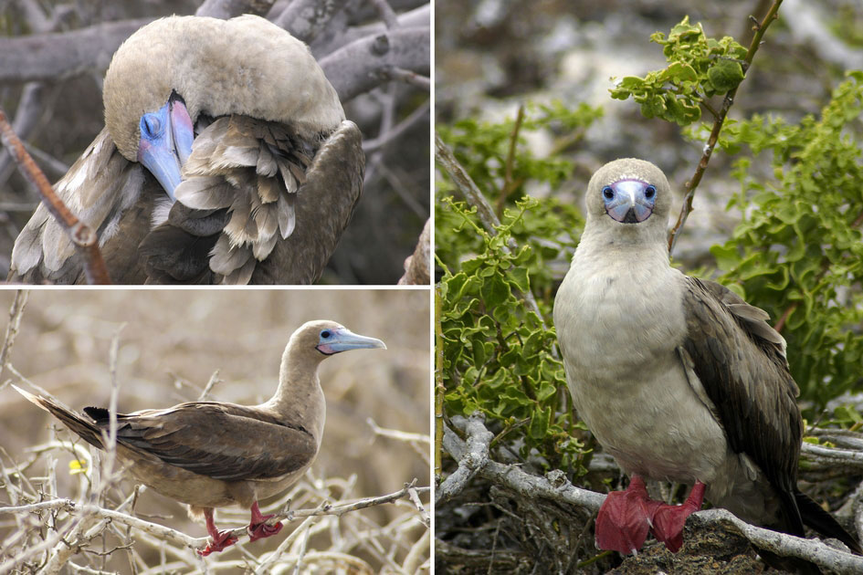 Red Footed Boobie, Genovesa Island, Galapagos