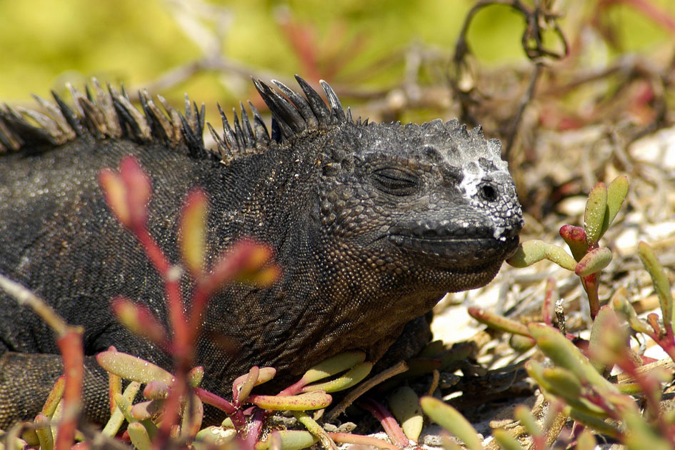 Marine Iguana, Galapagos