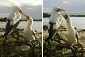 Nazca Boobies, Genovesa Island, Galapagos