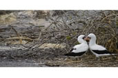 Nazca Boobies, Genovesa Island, Galapagos