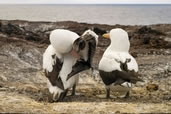 Nazca Boobies, Genovesa Island, Galapagos