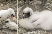 Nazca Boobie and her chick, Genovesa Island, Galapagos