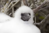 Nazca Boobie chick, Genovesa Island, Galapagos