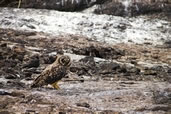 Galapagos Short-Eared Owl, Genovesa Island, Galapagos