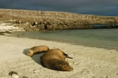 Galapagos Sea Lion, Genovesa Island 