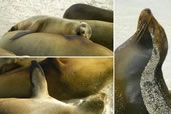 Galapagos Sea Lion, Genovesa Island 