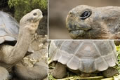Galapagos Tortoise, Charles Darwin Research Station, Santa Cruz