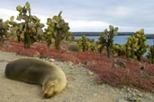 Galapagos Sea Lion on South Plaza Island