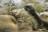 Galapagos Sea Lion pup and mother on South Plaza Island 