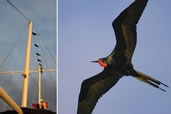 Frigatebirds resting on a boat and in flight, Galapagos