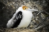 Baby Frigatebird chick, Genovesa Island, Galapagos