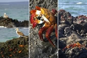 Sally Lightfoot Crab on the Galapagos shores