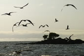 Boobies, Frigatebirds and pelicans looking for their sunset meal, Galapagos