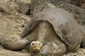 RIP Lonesome George, he was the last remaining Pinta Island Tortoise, Galapagos