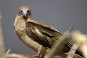 Red Footed Boobie, Genovesa Island, Galapagos