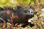 Marine Iguana, Galapagos