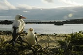 Nazca Boobies, Genovesa Island, Galapagos