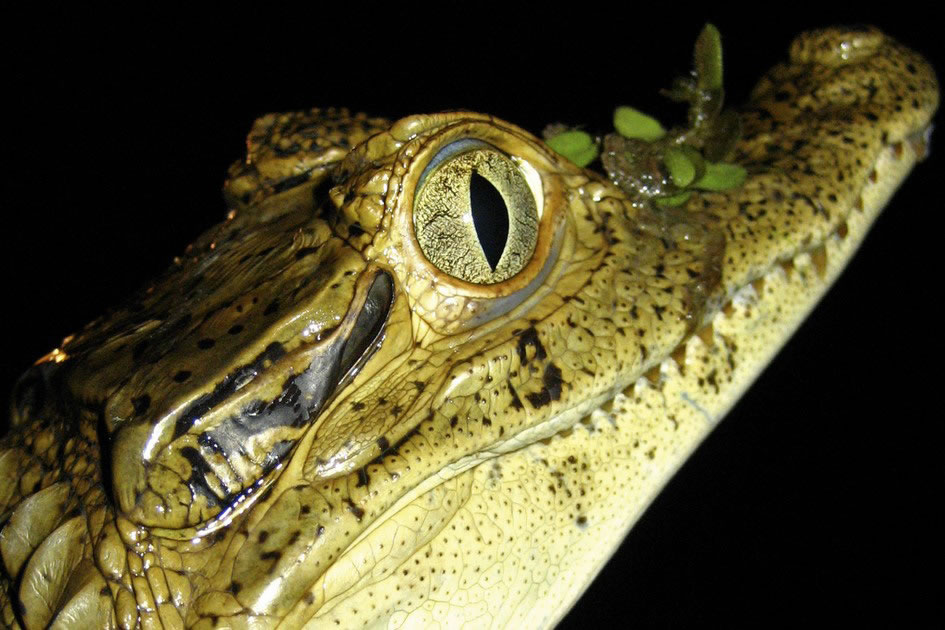 Cayman Croc in the Amazon