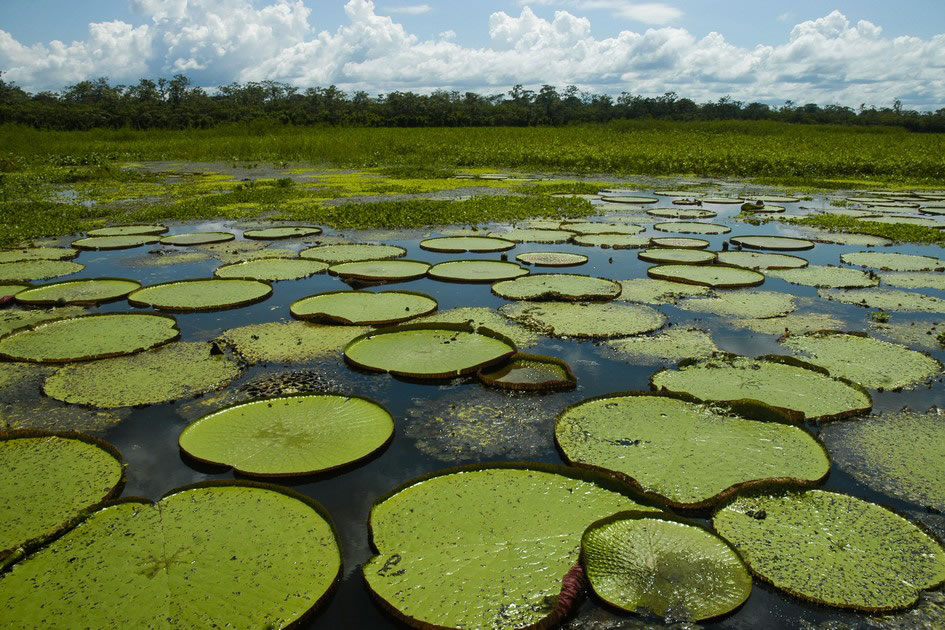 Giant lily pads along the Amazon