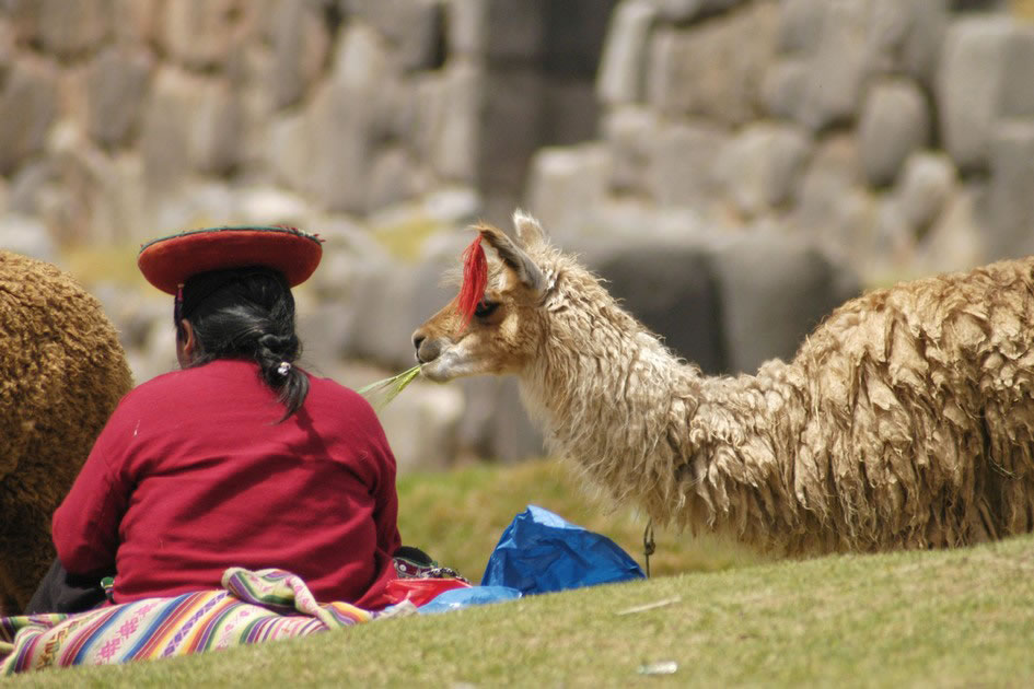 Alpaca and his mum, Pisac