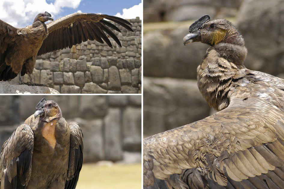 Andean Condor, Pisac