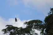 Heron on the Amazon